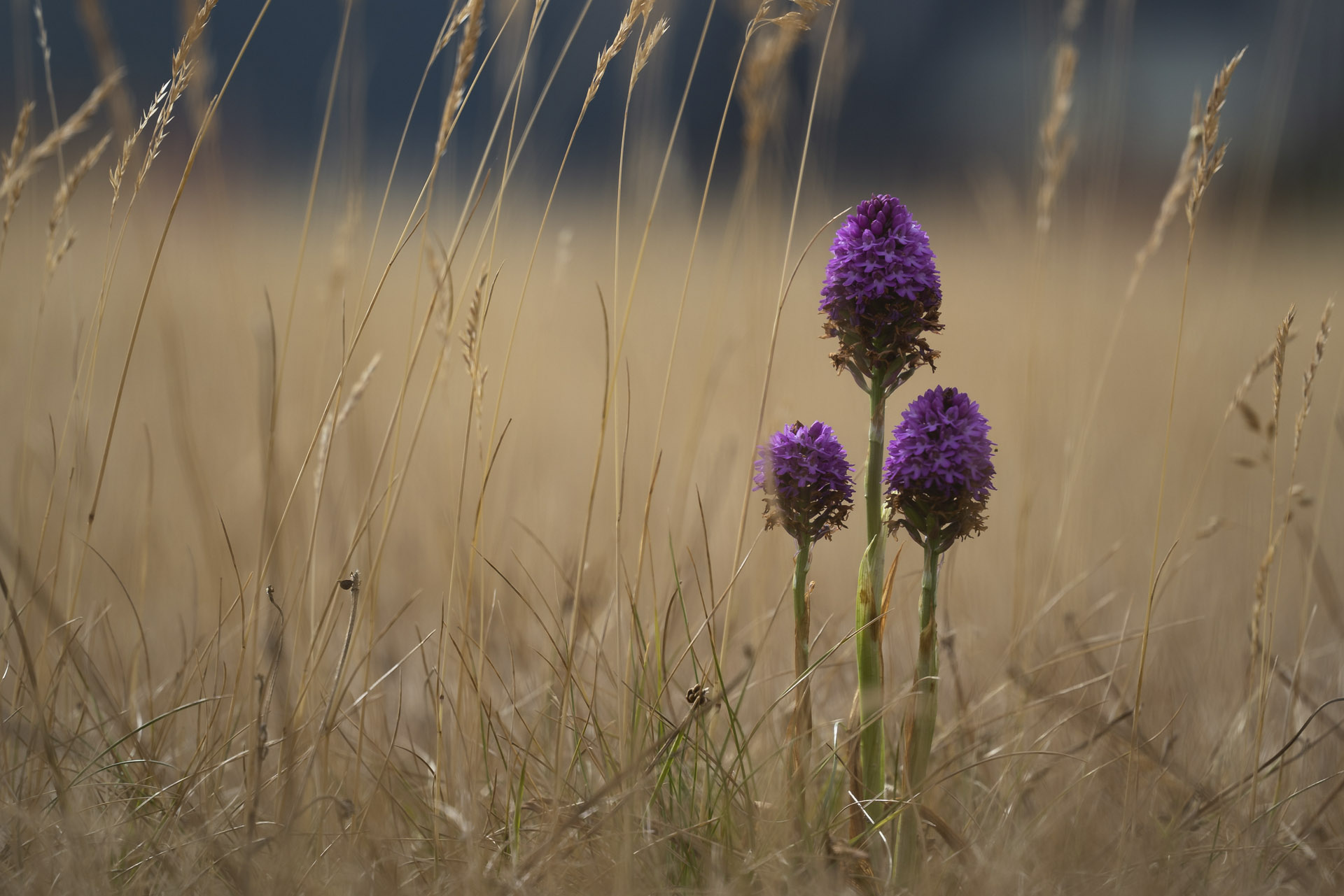 Orchid at Shotton