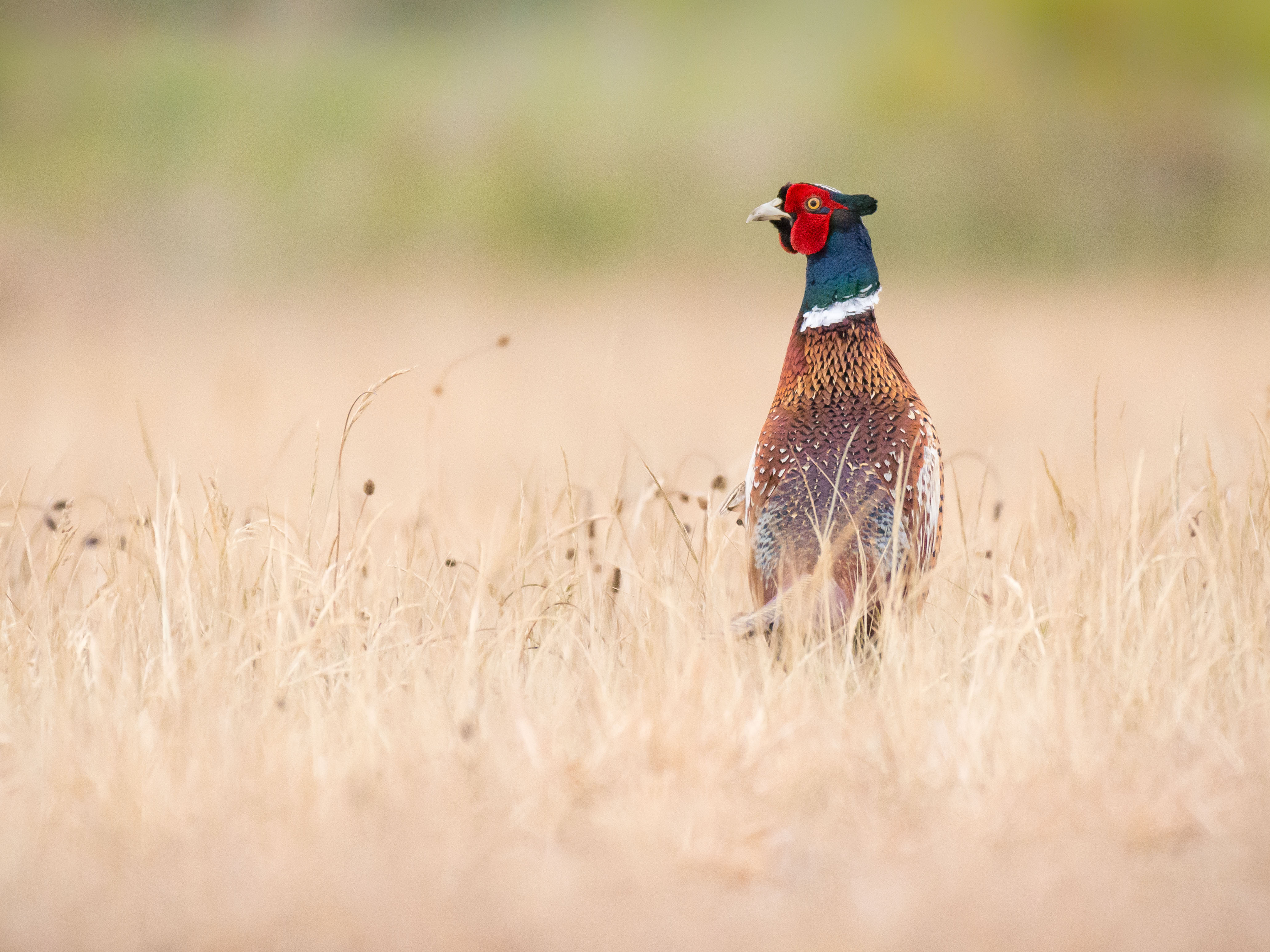 Pheasant at Shotton