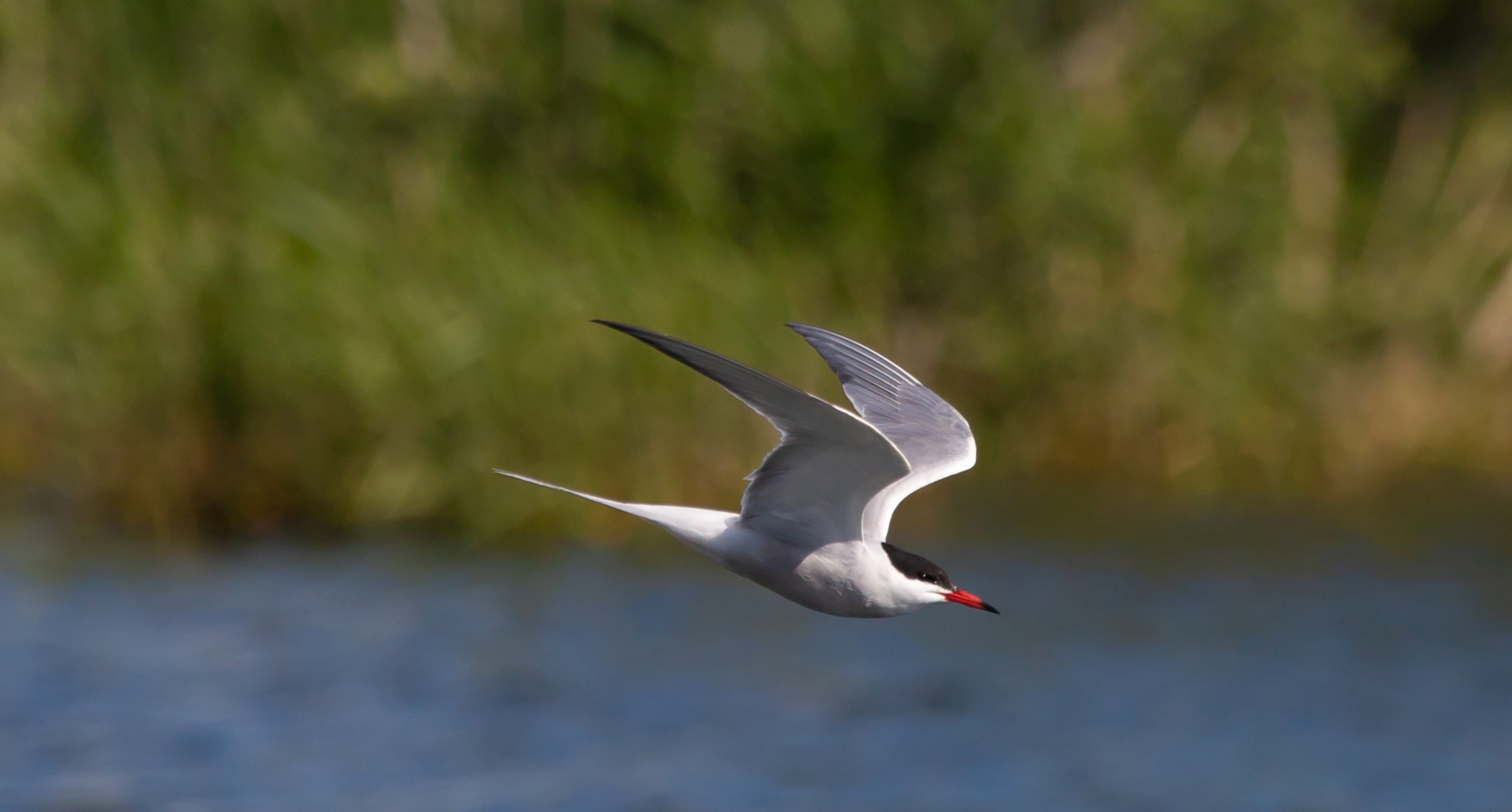 Common Tern