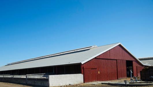 Hestbjerg Pig Farm image 1