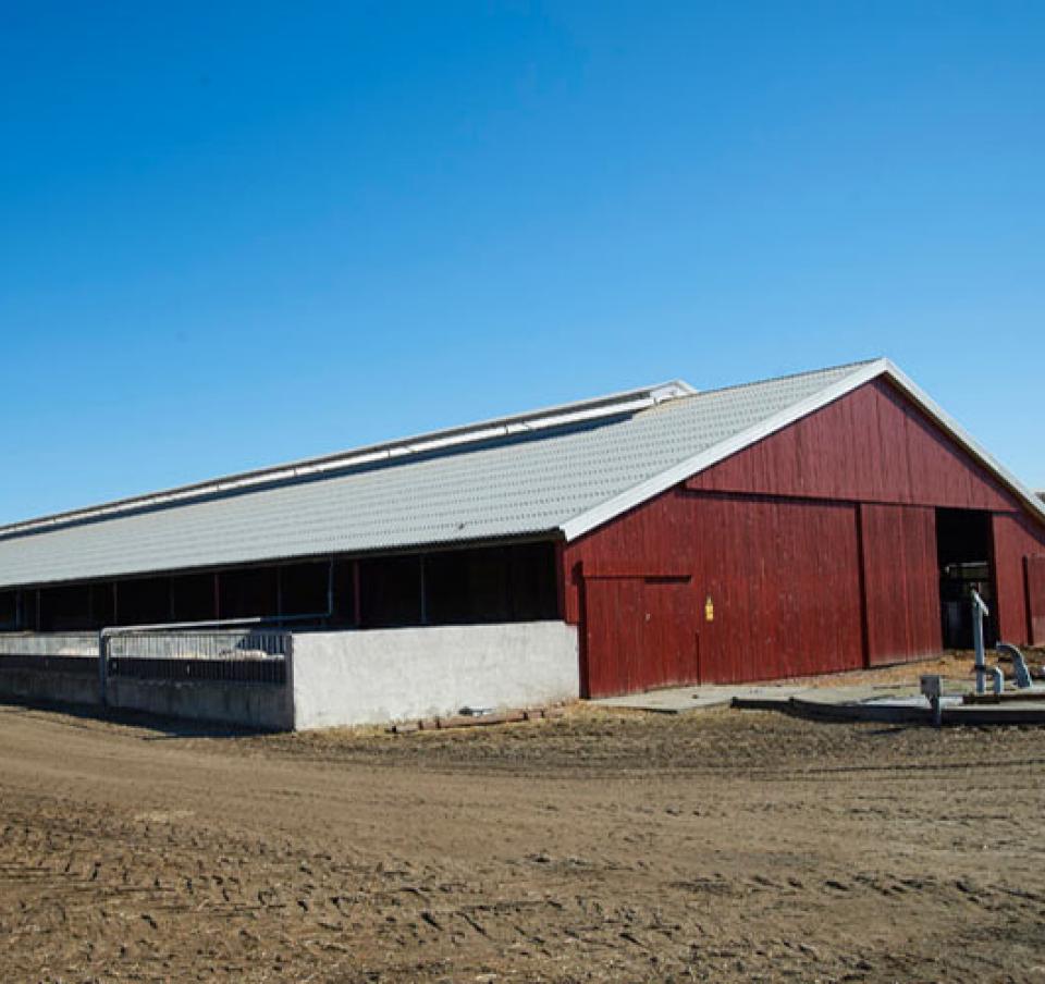 Hestbjerg Pig Farm image 1