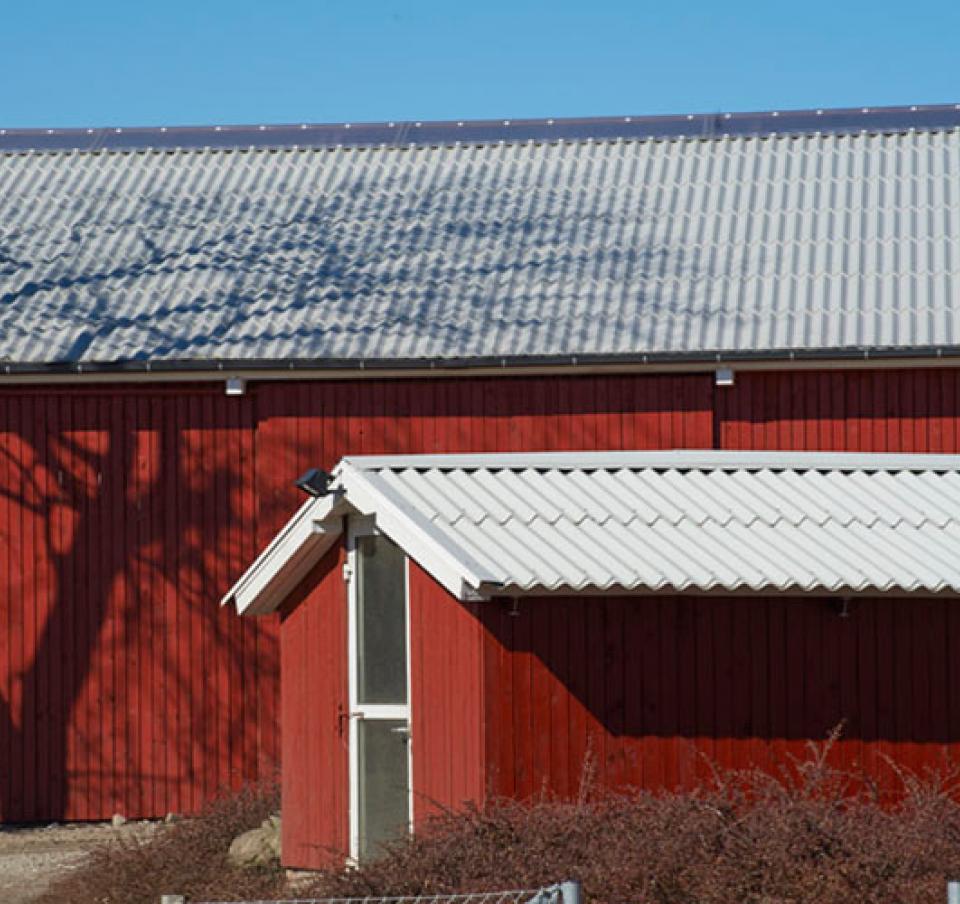 Hestbjerg Pig Farm image 5